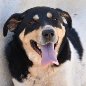 Μιστράλ – Mistral