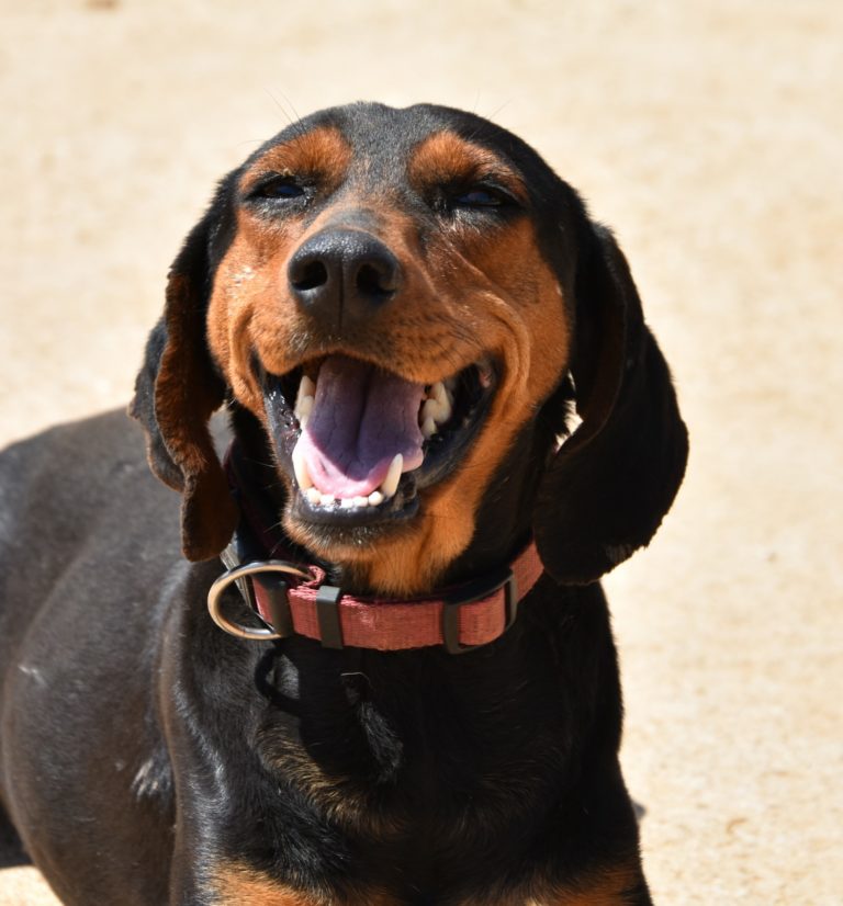 Read more about the article Σαλίνα – Salina