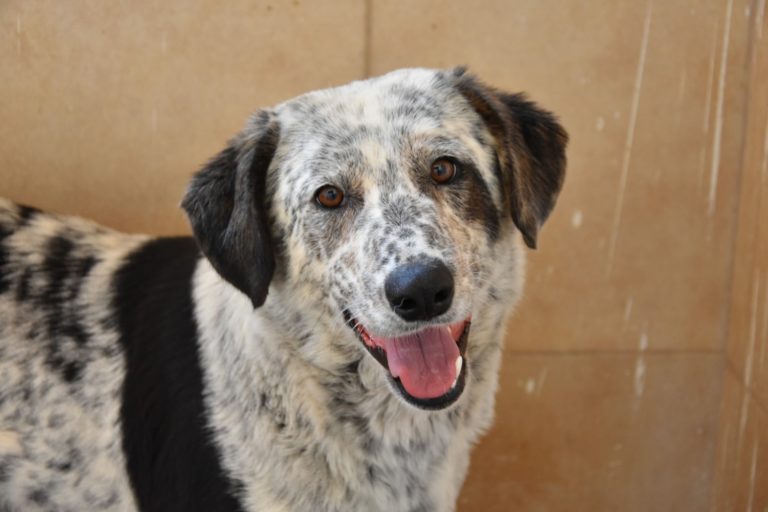 Read more about the article Ανέ – Ane