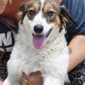 Μπλίξεν – Blixen