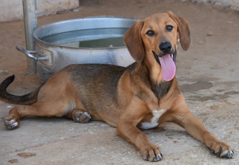 Read more about the article Τζουν – Jun