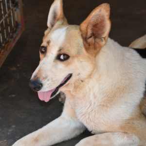 Μαρτίνα – Martina