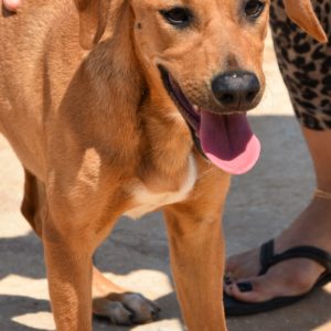 Πράνσερ – Prancer