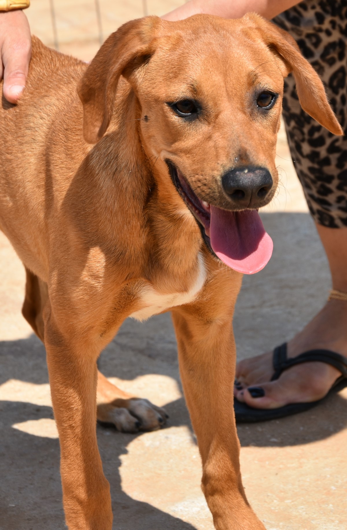 You are currently viewing Πράνσερ – Prancer