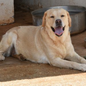 Σάκουρα – Sakura