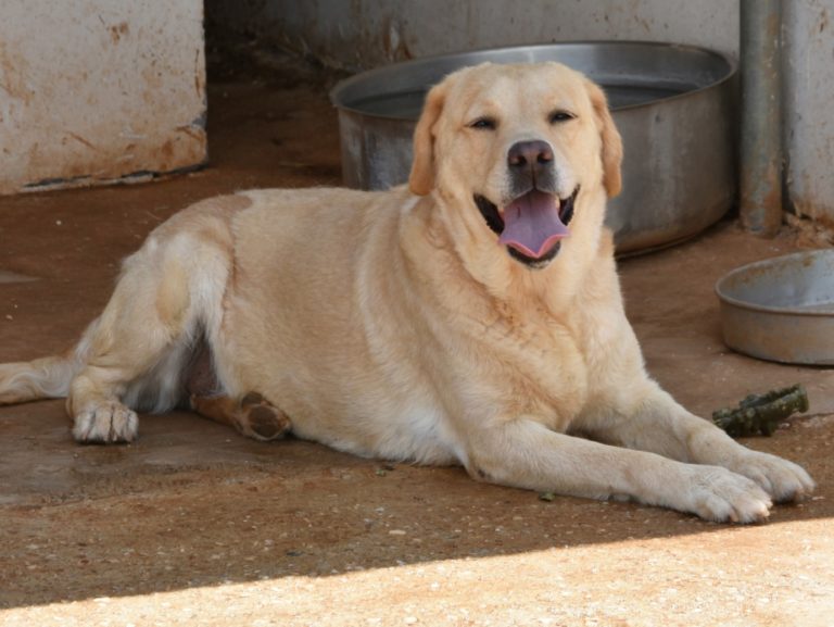 Read more about the article Σάκουρα – Sakura