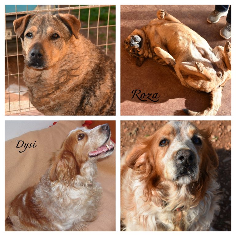 Read more about the article Ρόζα – Roza