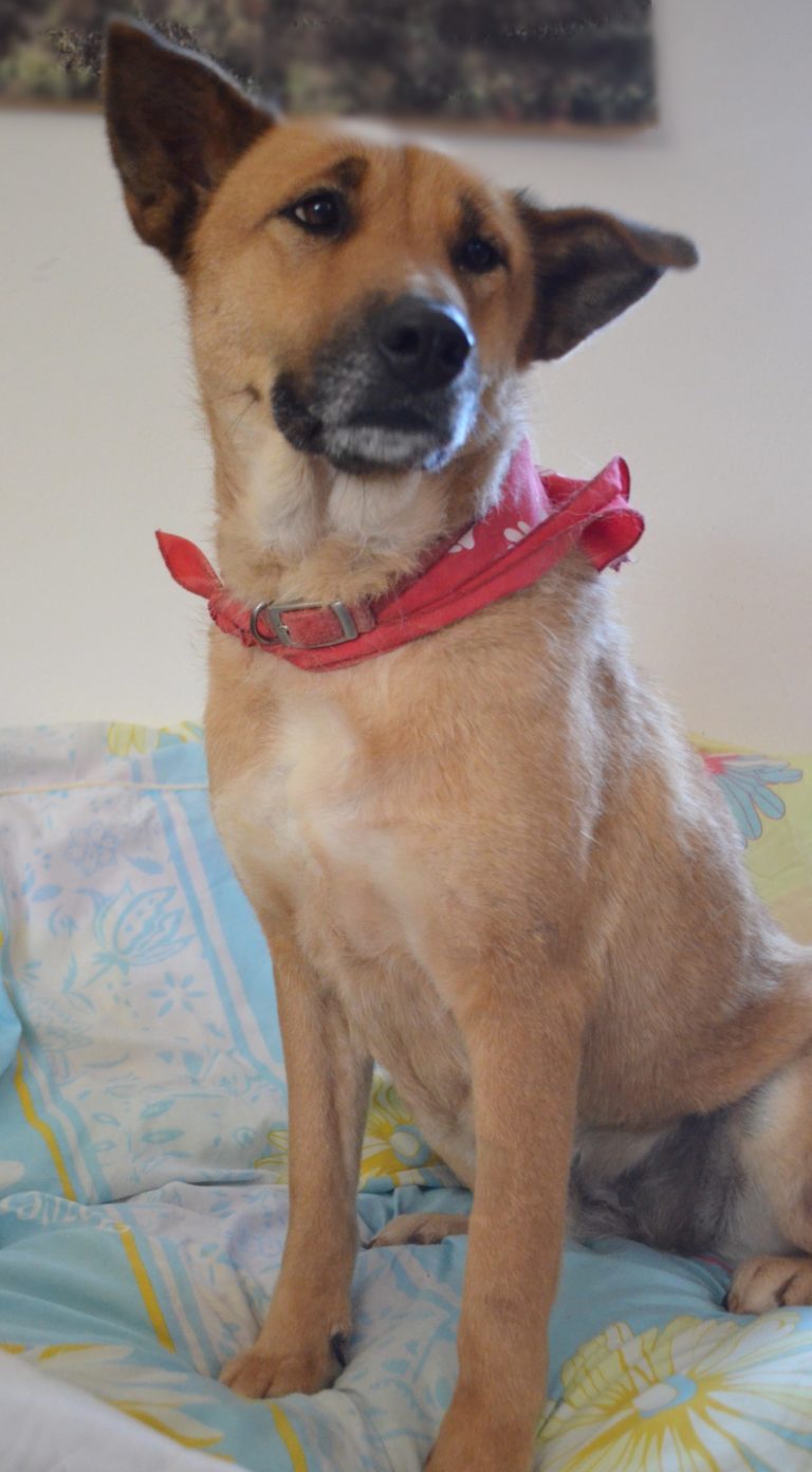 Read more about the article Αρίθα – Aretha