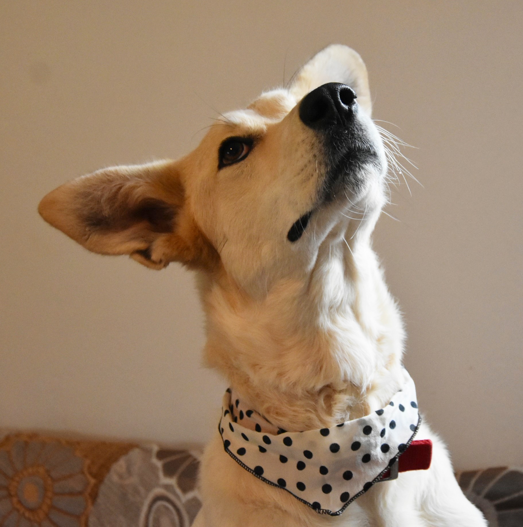 You are currently viewing Τσίζι –  Cheezi