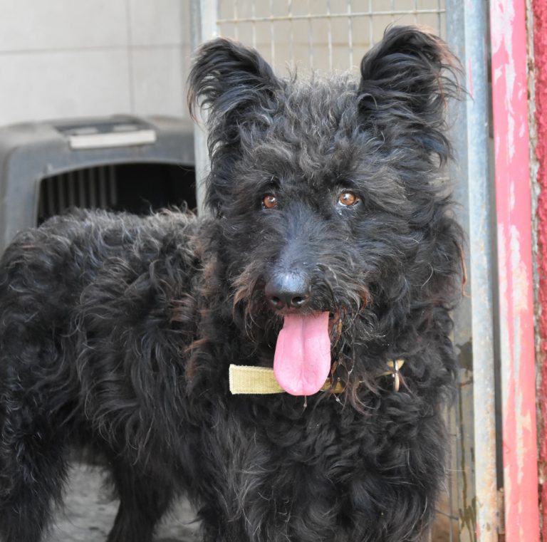 Read more about the article Μακού – Maku