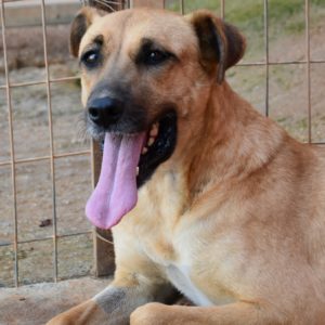 Ναβάμπι – Navabi