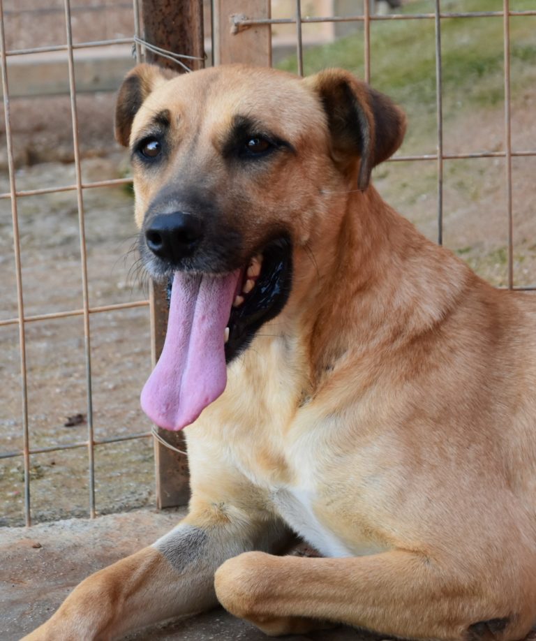 Read more about the article Ναβάμπι – Navabi