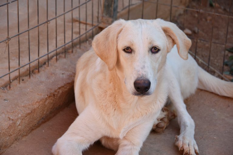 Read more about the article Τεμάρα – Temara