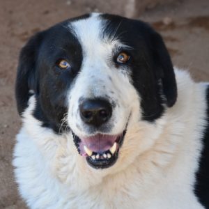 Μπριγκίτε – Brigitte