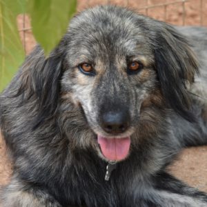 Γκρέις – Grace