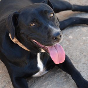 Γιάνγια – Janja