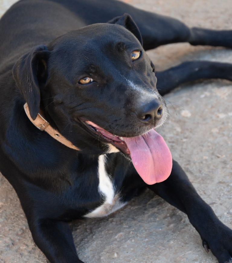 Read more about the article Γιάνγια – Janja