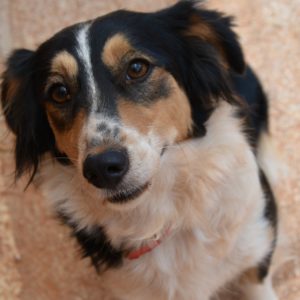 Λέυλα – Leyla