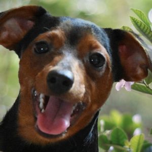 Όλιβερ- Oliver