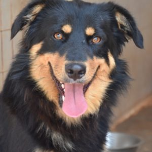 Πούκη – Pooky