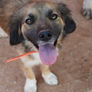 Ρενέλα – Renella