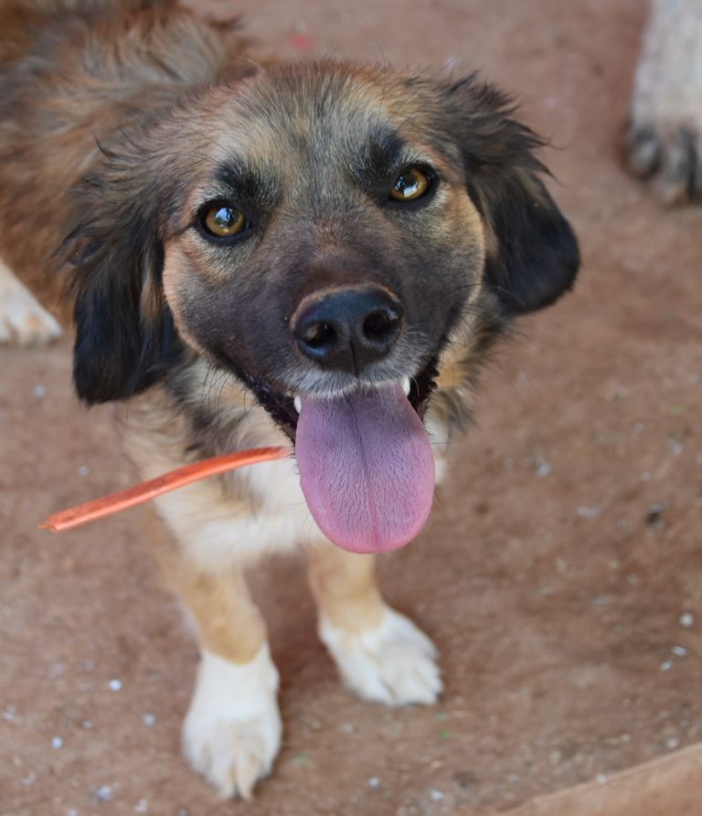 Read more about the article Ρενέλα – Renella