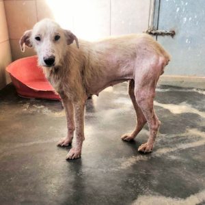 Λαλαρού – LaraLou