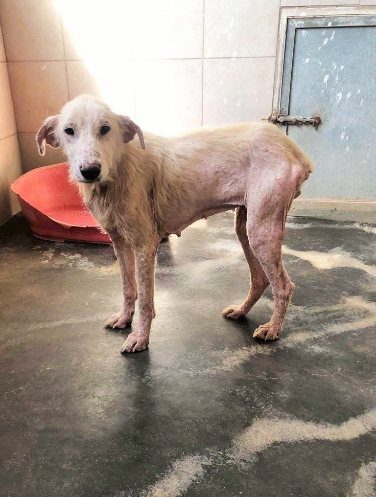 Read more about the article Λαλαρού – LaraLou