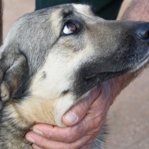 Ντιμέλα – Dimella