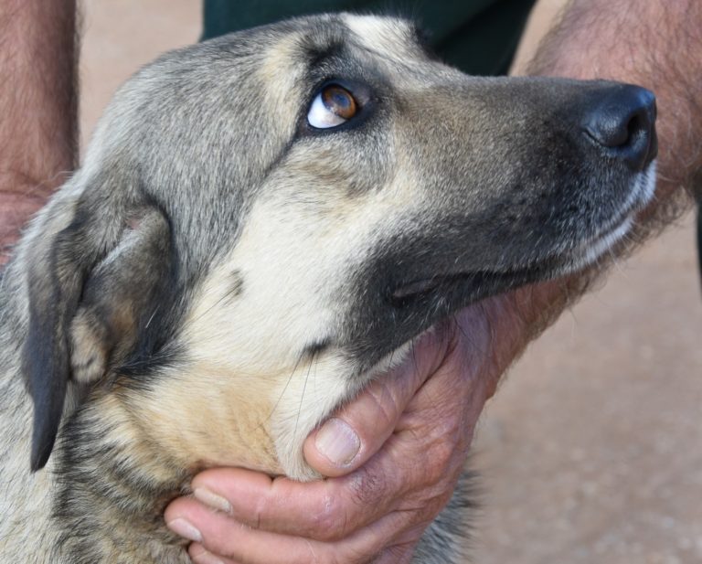 Read more about the article Ντιμέλα – Dimella