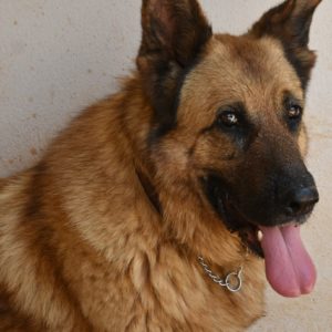 Τζάμπο – Jumbo