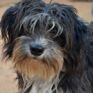 Φόριντ – Forid