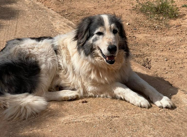 Read more about the article Καστιέλ – Castiel