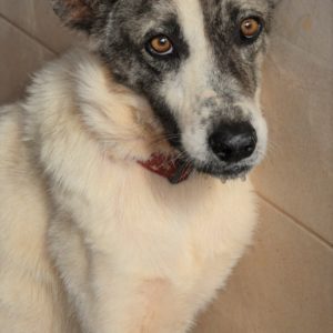 Κορντέλια – Cordelia