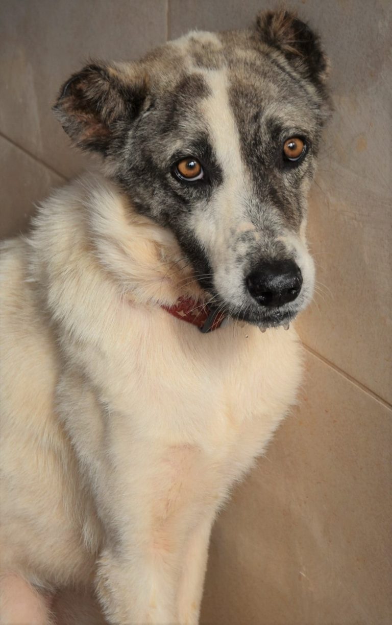 Read more about the article Κορντέλια – Cordelia