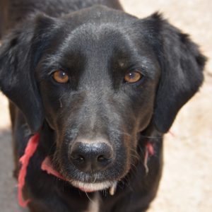 Τσίλι – Chili