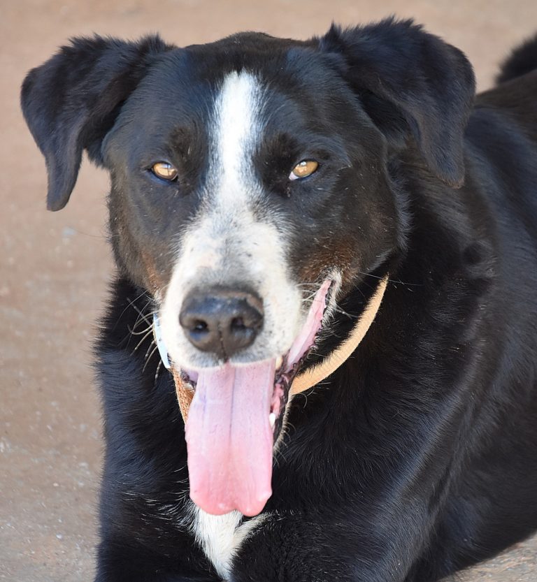 Read more about the article Μόουζες- Mozes