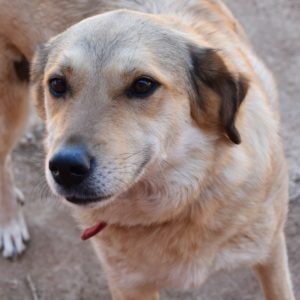 Θέμιδα – Themis