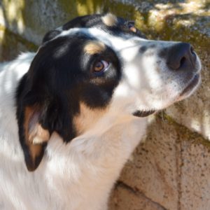 Καρίτα – Karita