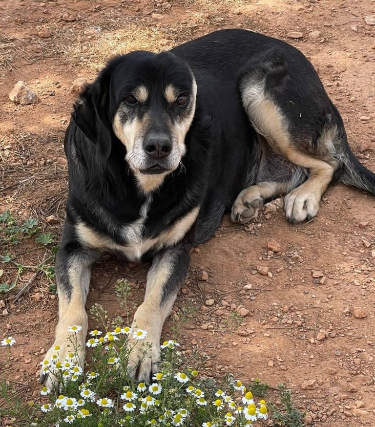 Read more about the article Νάλα – Nala