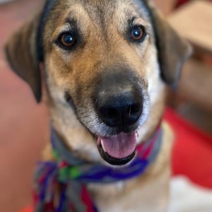 baxter november 2024 (5)