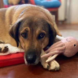 baxter november 2024 (8)