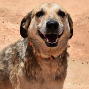 Τρέζουρ – Treasure