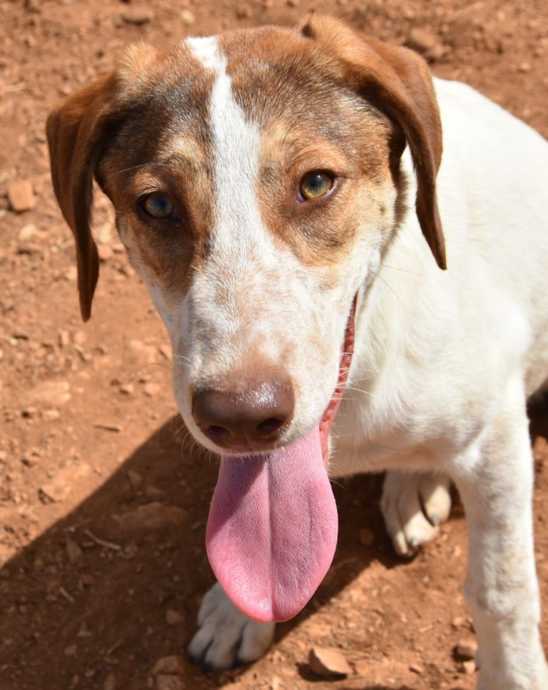 Read more about the article Δέλτα – Delta