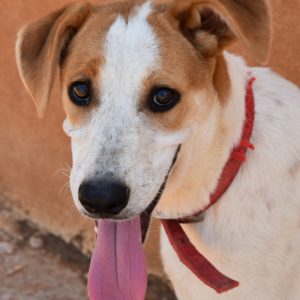 Γκίτα – Geeta