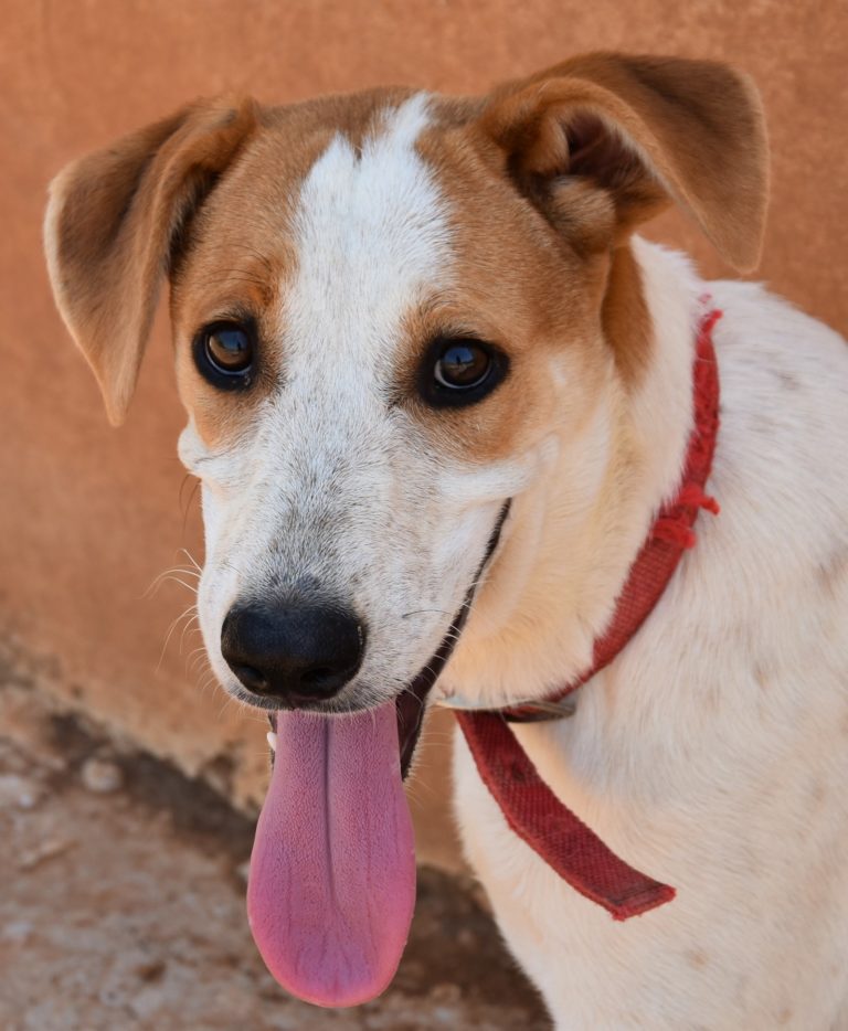 Read more about the article Γκίτα – Geeta