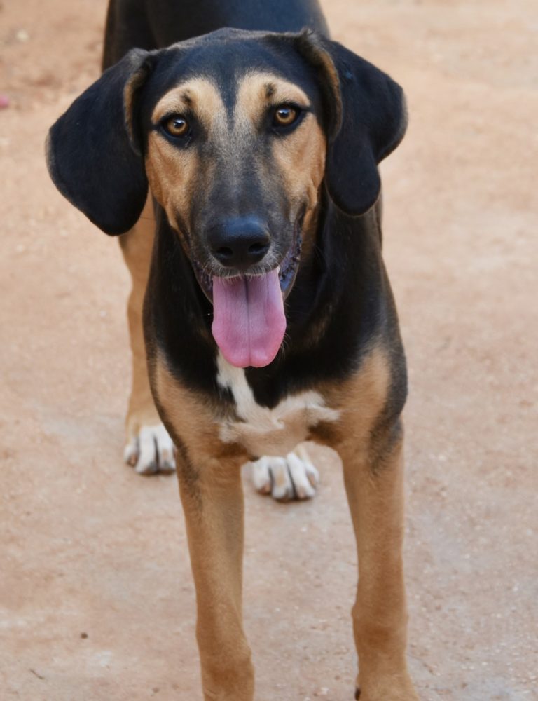 Read more about the article Νίκκο – Nikko