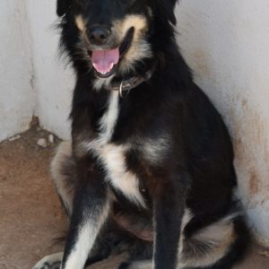 Ορσαλία – Orshalia