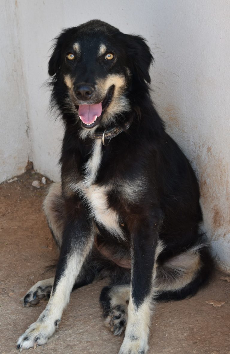 Read more about the article Ορσαλία – Orshalia