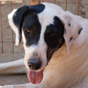 Κουίν – Queen